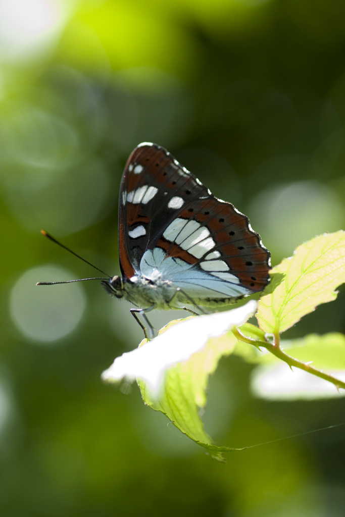 Limenitis reducta